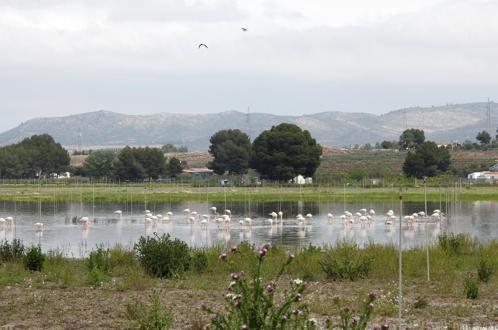 Flamencos y todo tipo de aves en la Laguna de Villena