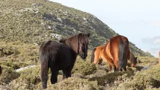 Ley de Bienestar Animal: los animales considerados de trabajo están exentos de las obligaciones para los dueños