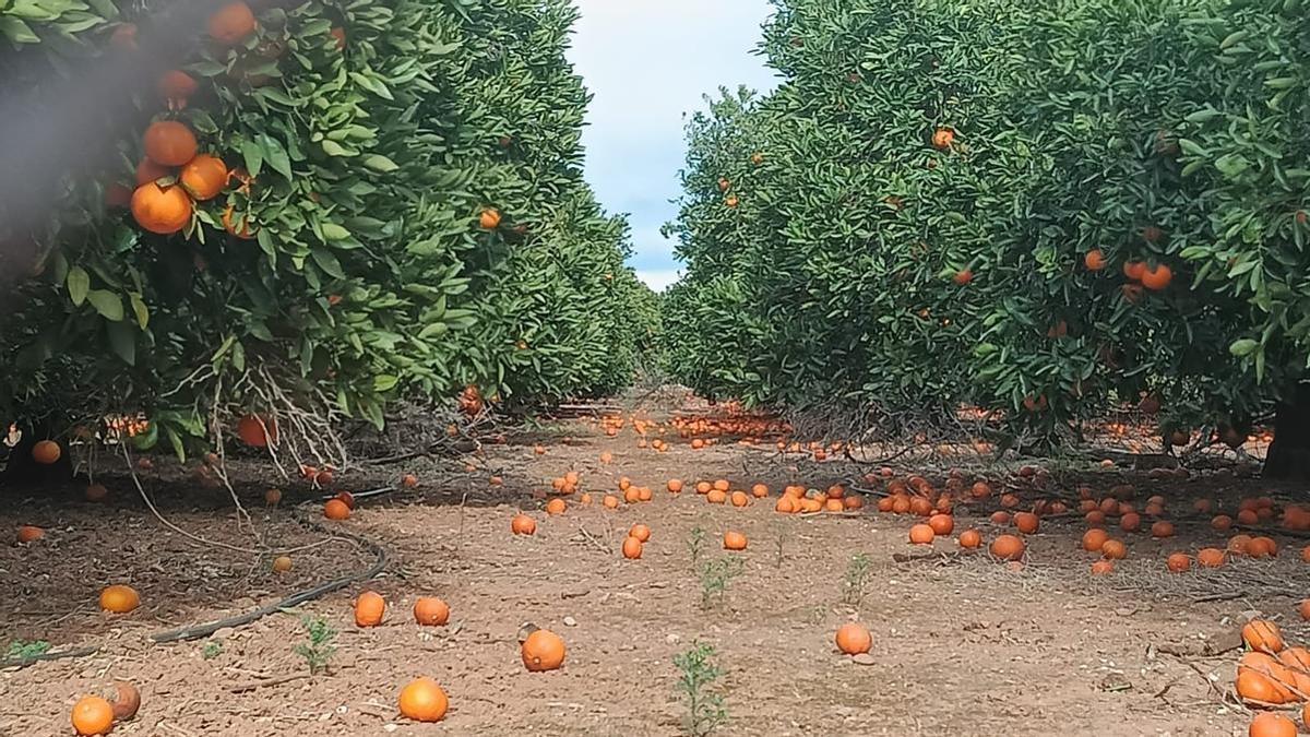 Efecto de los fuertes vientos en fincas de cítricos de Castellón