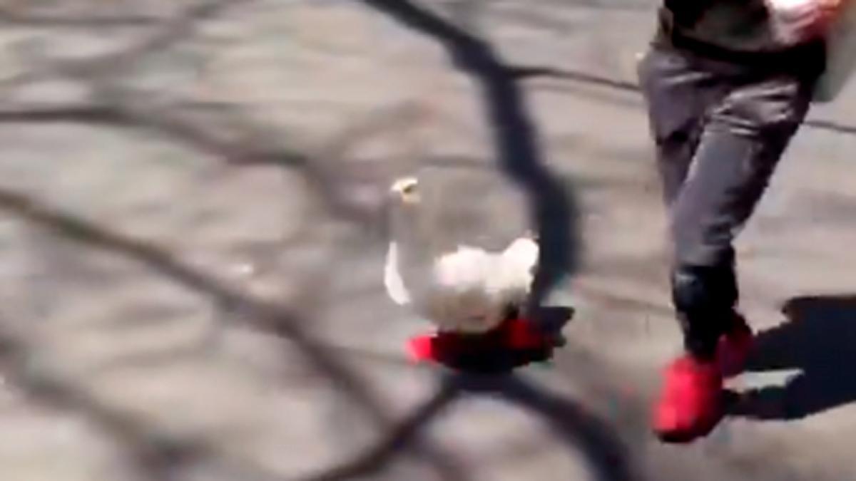 ¡Un pato se cuela en una maratón y consigue una medalla! No es una broma...