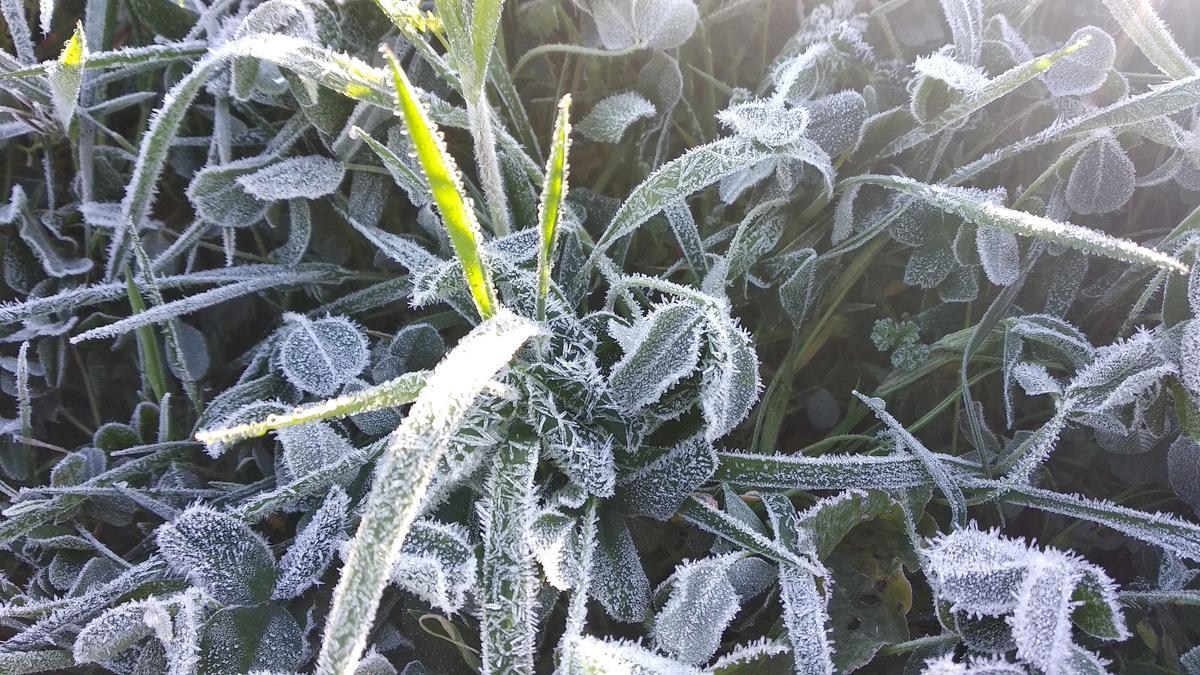 Una planta helada por el frío.