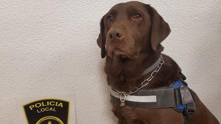 El perro del cuerpo especialista en encontrar droga