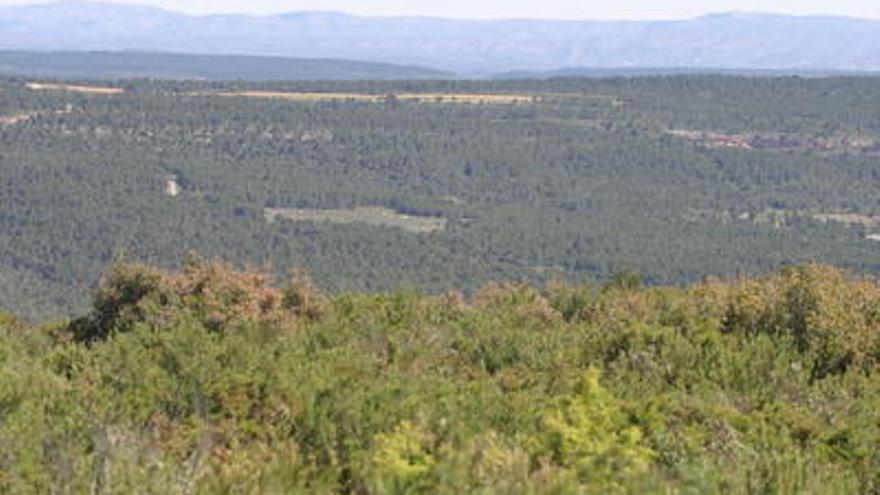 El Estado vende una hectárea de pinar y  olivos en Enguera por un valor de 5.320 euros