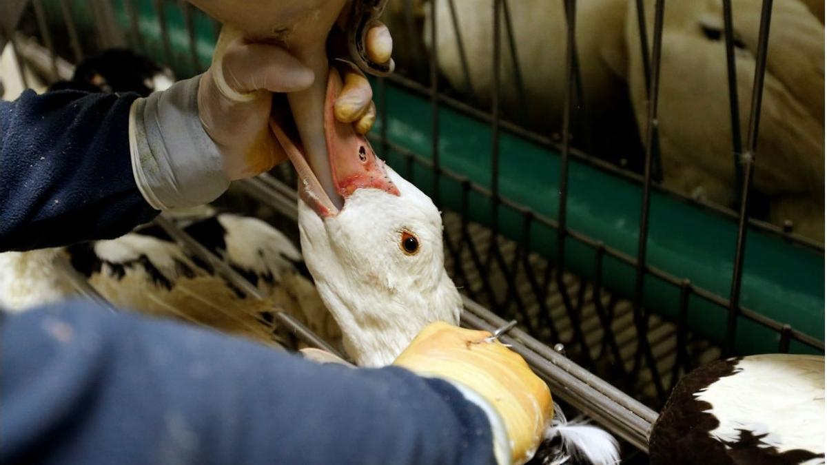 Piden la prohibición del foie gras en España por ser una tortura para los animales