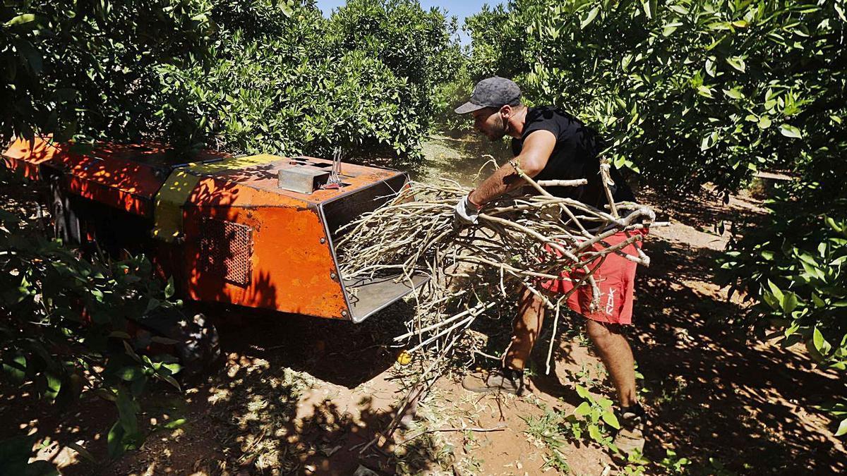 Trituración de restos de poda en un campo incluido en el plan piloto. | V. M. PASTOR