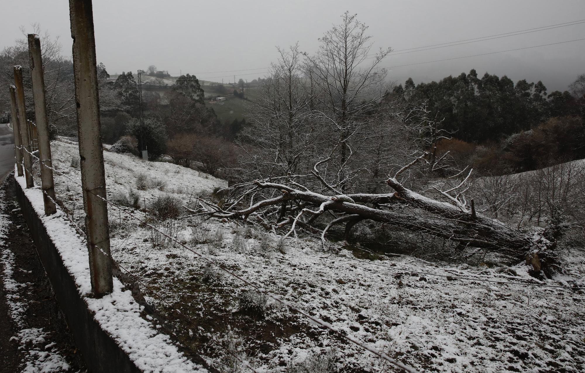 En imágenes: La borrasca Juliette llena de nieve parte de la zona rural de Gijón