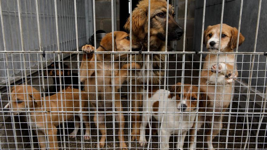 ¿Dónde se construirá el nuevo albergue de animales de Gijón? El Ayuntamiento mira ya esta parcela de la zona rural