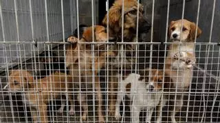 ¿Dónde se construirá el nuevo albergue de animales de Gijón? El Ayuntamiento mira ya esta parcela de la zona rural