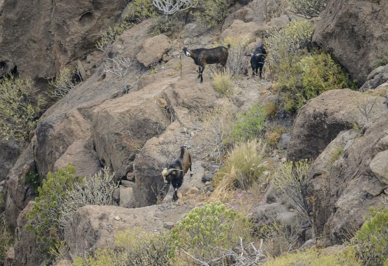 26/05/2018 TASARTICO, ALDEA DE SAN NICOLAS.  Apañada de cabras en la zona de Güi Güi, organizada por el Cabildo de Gran Canaria y  con la colaboración de distintos colectivos. FOTO: J. PÉREZ CURBELO  | 26/05/2018 | Fotógrafo: José Pérez Curbelo