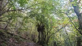 Ruta al bosque Llananzanes: descubre uno de los hayedos más impresionantes de Asturias