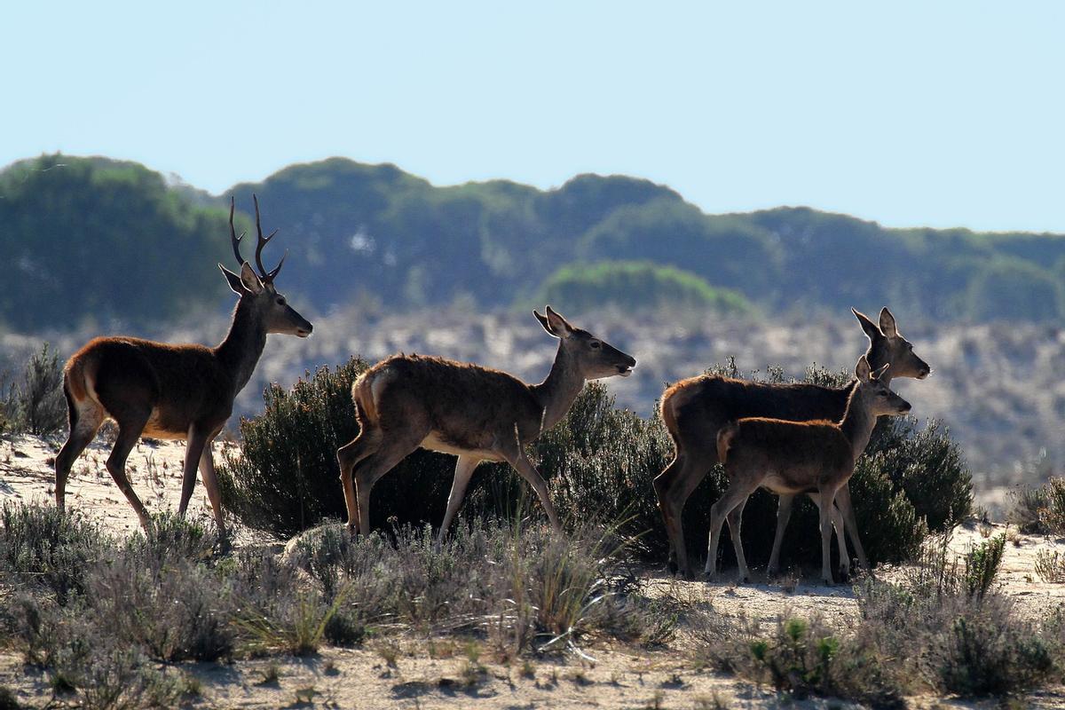 Ciervos en el parque nacional de Doñana.