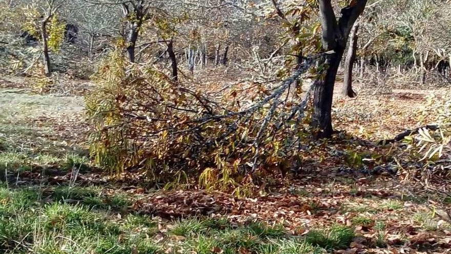 Medio Rural garantiza apoyo técnico para recuperar los castaños arrasados por la nieve