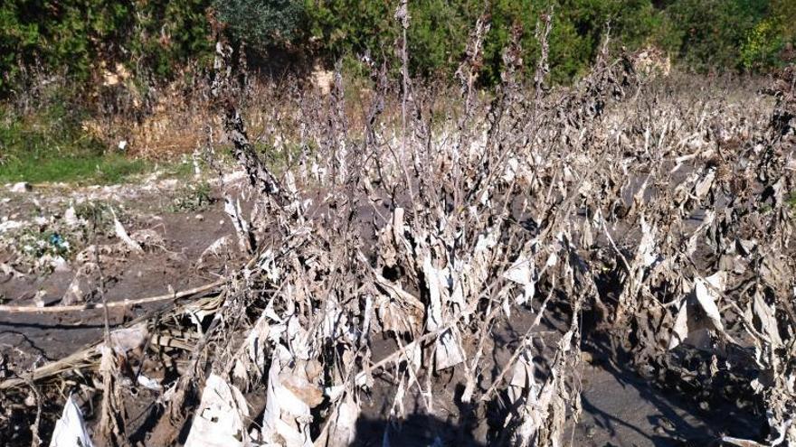 Toallitas y hasta condones ensucian otra vez el río Gorgos en Xàbia