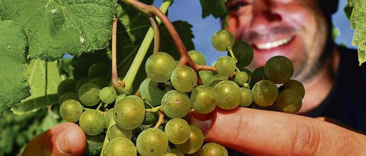 &quot;Catando&quot; las uvas en uno de los viñedos del pazo de Rubians. // IÑAKI ABELLA