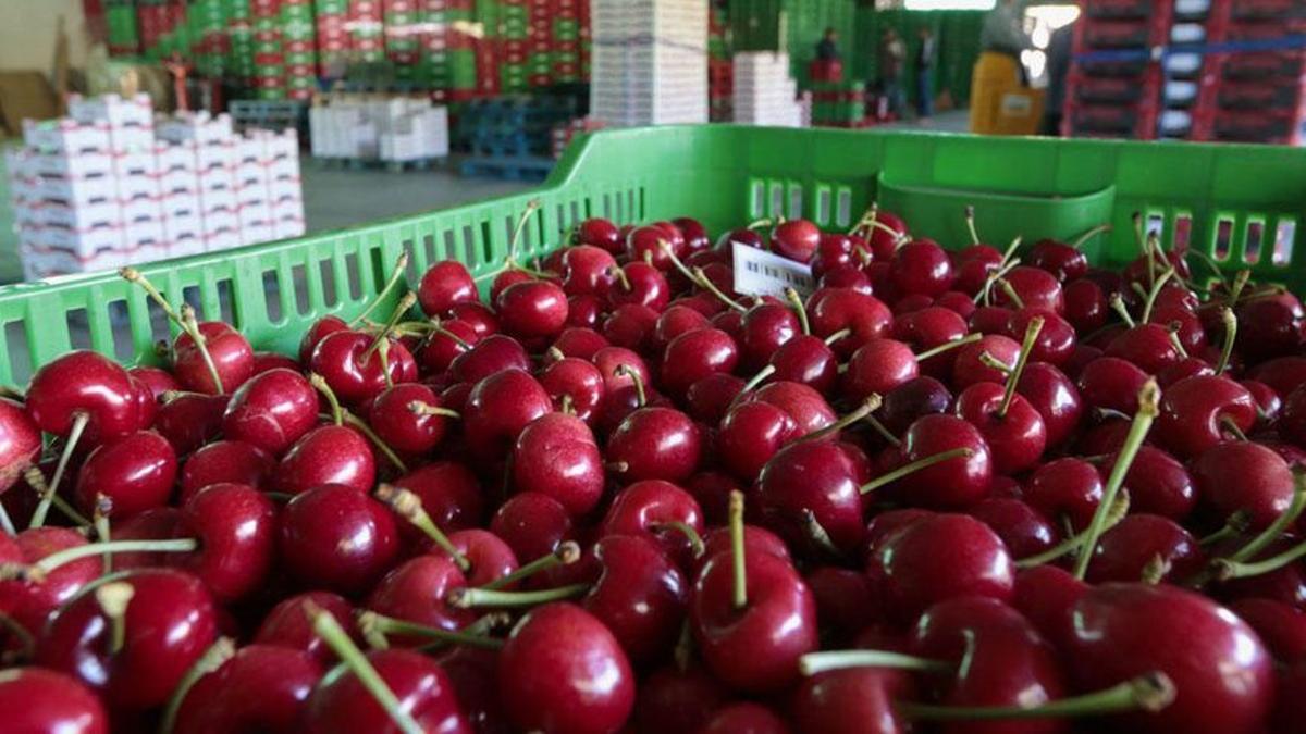 Alfarnate es, de sobra, el pueblo de la Axarquía y de toda la provincia de Málaga que más cerezas recolecta durante la temporada.