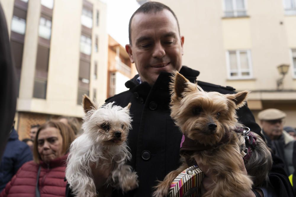 Bendición de animales de San Antón