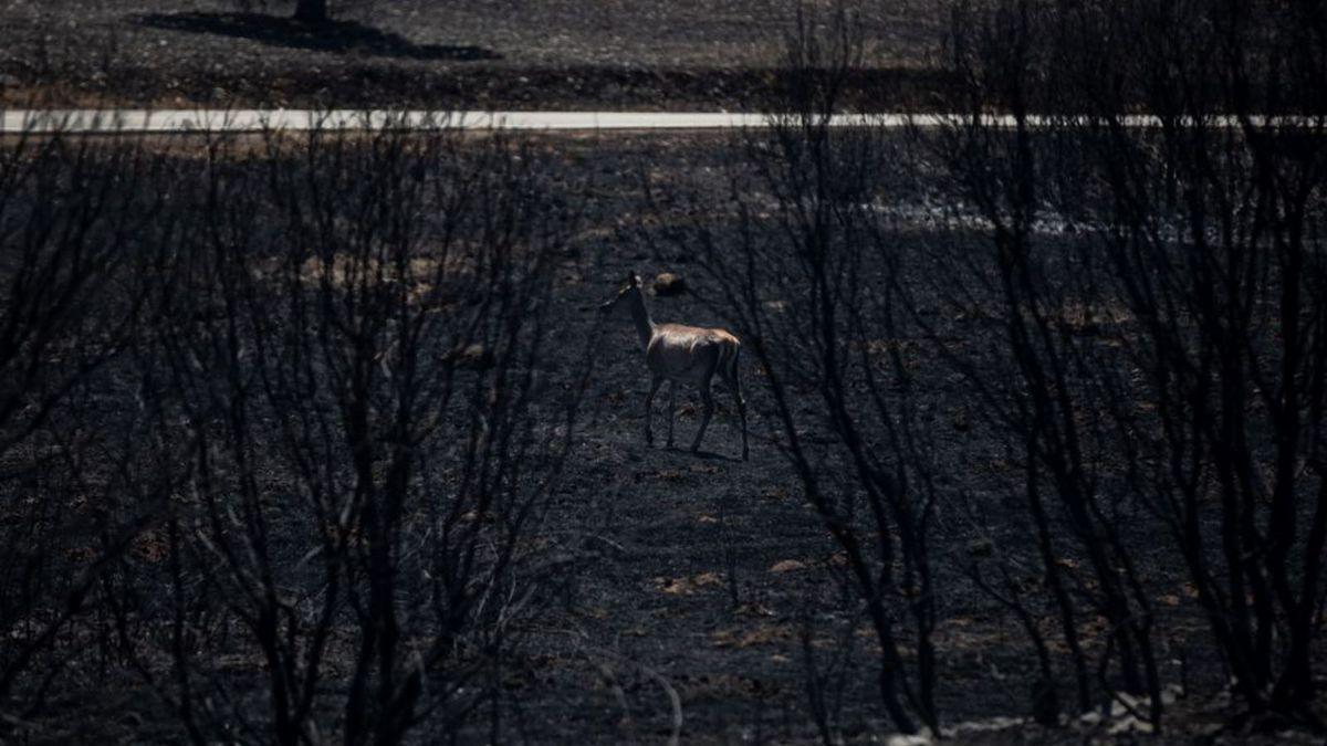 Zamora es la segunda provincia con más terreno calcinado en lo que va de siglo.