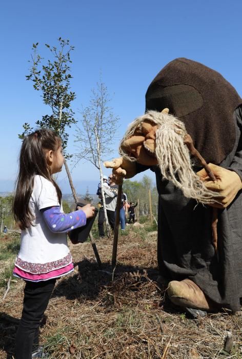 Plantación Carbayera Monte Deva (reforestación)