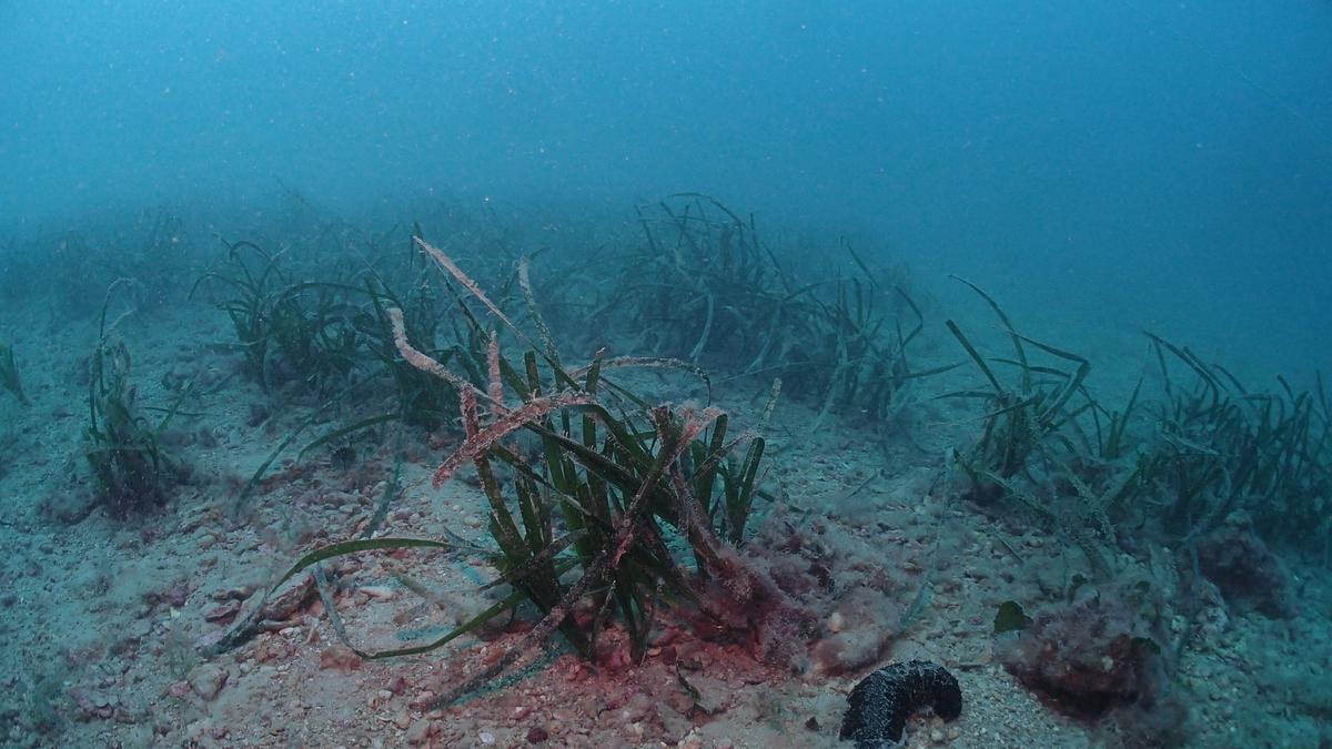 Pradera de posidonia en el litoral alicantino