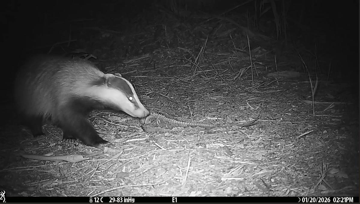 El ejemplar de tejón fue grabado con una cámara de fototrampeo en El Hondo de Elche y Crevillent
