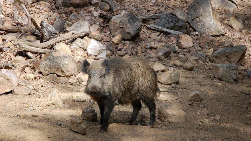 Los cerdos salvajes provocan daños en cultivos y transmiten enfermedades.