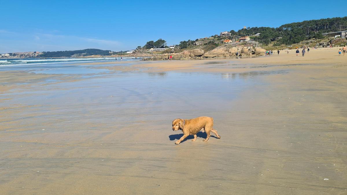 Un perro suelto en una zona de cría.