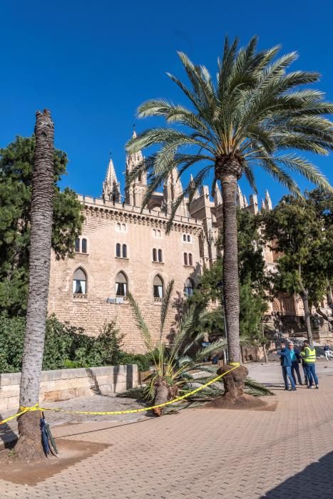 Una mujer fallece en Mallorca al caerle encima una palmera