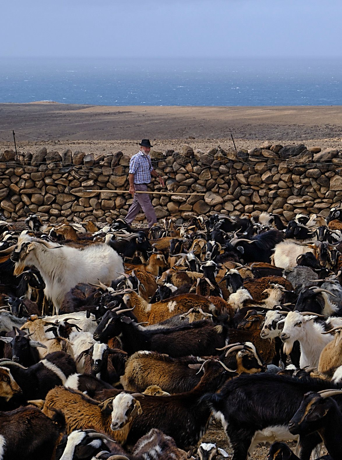 'Apañada' de cabras canarias en Fuerteventura