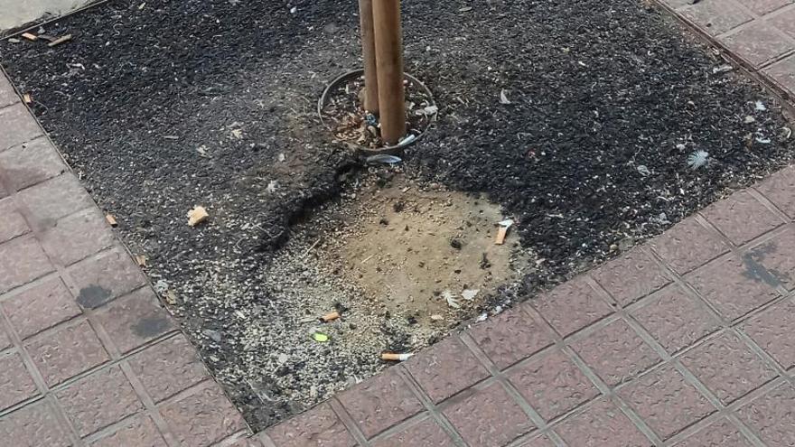 Primeros desperfectos en el nuevo arbolado de una céntrica avenida de Benidorm