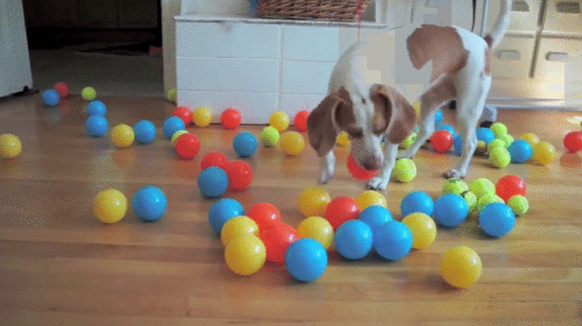 El beagle Maymo, sorprès pel seu aniversari amb 100 pilotes. 
