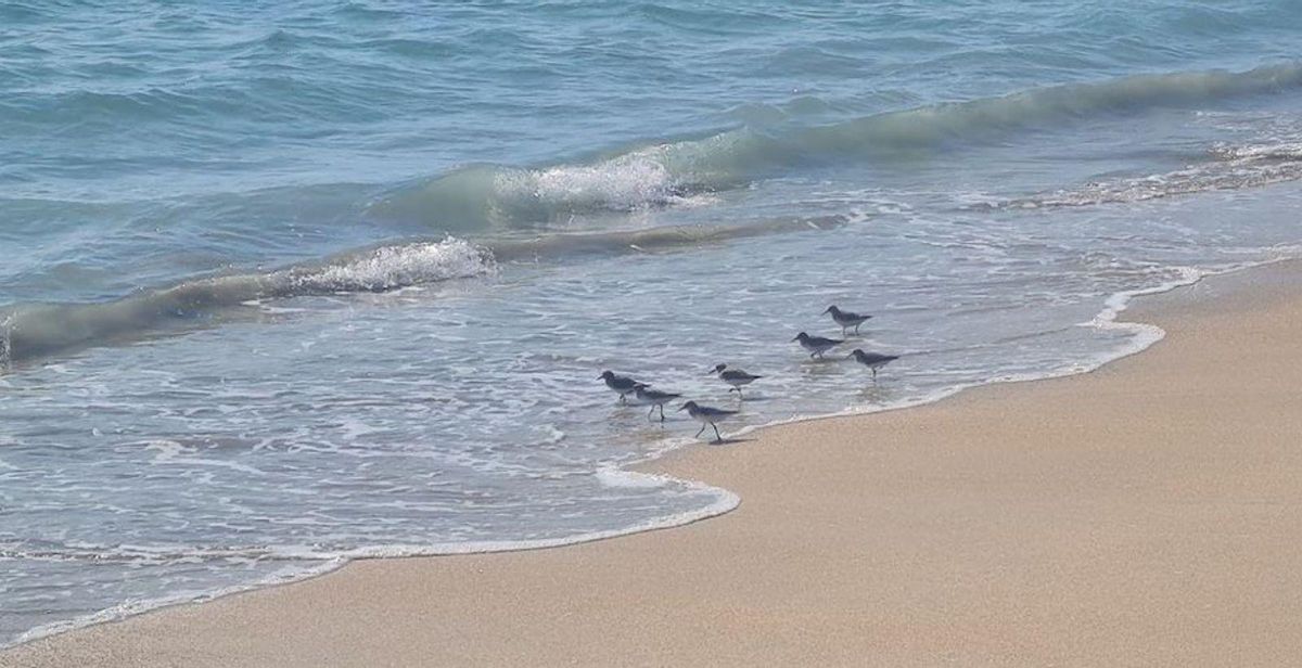 Chorlitejo grande (Charadrius hiaticula), también llamado “píldora” o bilurico”. | // M. MÉNDEZ