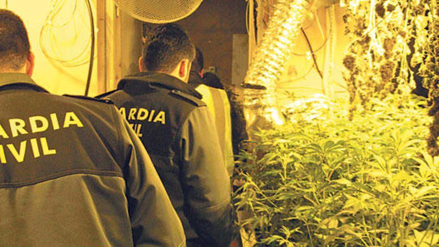 Detenido con 250 plantas de marihuana en Llucmajor