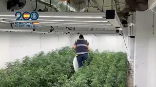 Cae un grupo asentado en Málaga que exportaba a Irlanda marihuana oculta en pienso animal