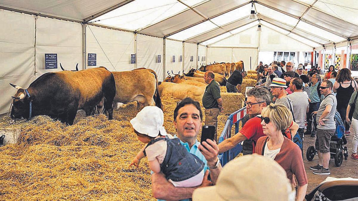 Exhibición ganadera en la feria de la Ascensión en la Losa, en 2019. | Miki López