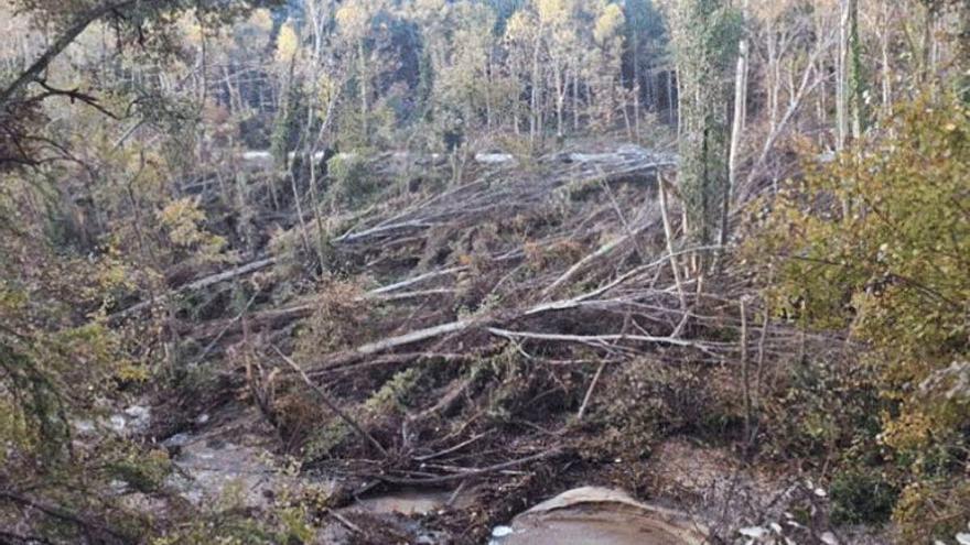 Arbres caiguts a Arbúcies El cost ecològic de fer-hi arribar màquines