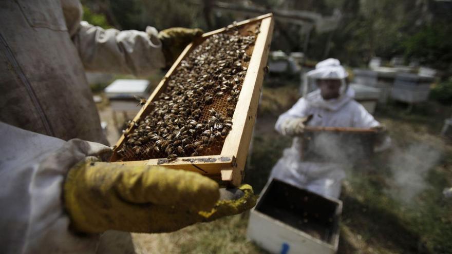 Las mieles de Zamora que sobrevivieron al fuego y a la sequía se citan en el Zángano de Oro