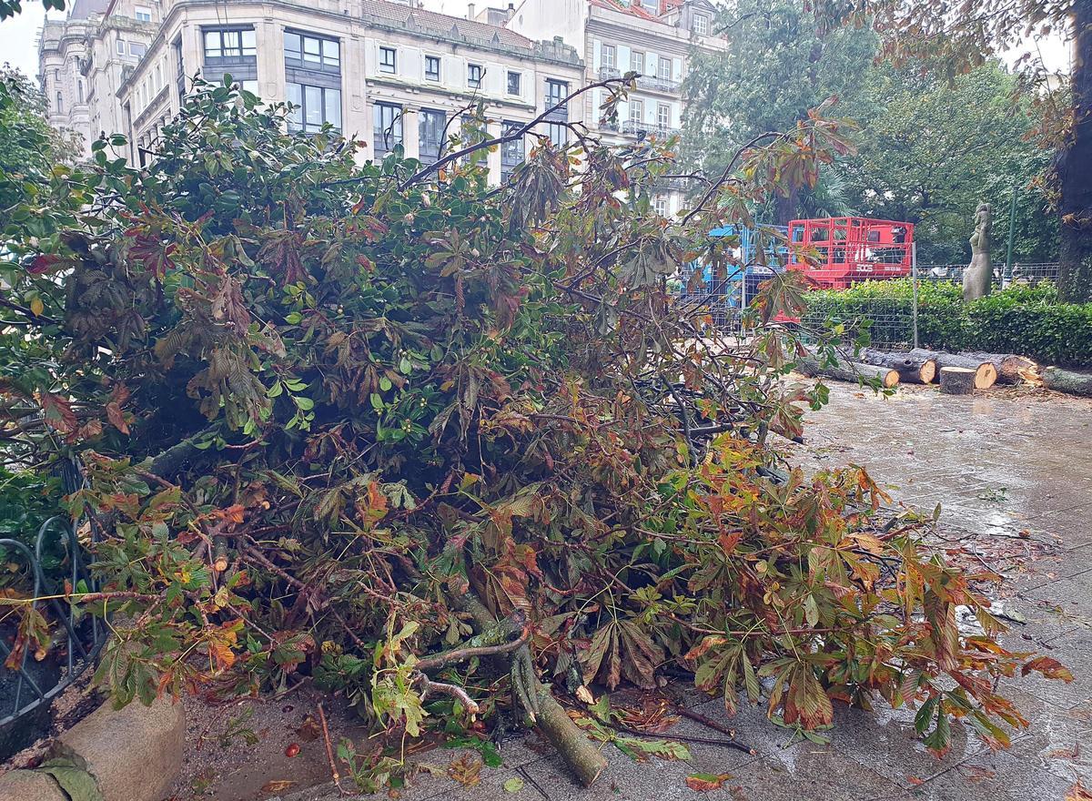 Árboles caídos por el temporal en la Alameda de Vigo