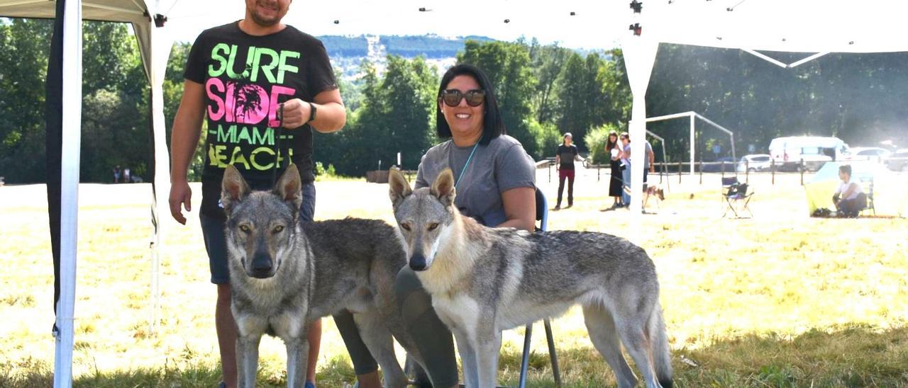 Los perros lobos checoslovacos criados en Ontinyent que triunfan en España y Europa