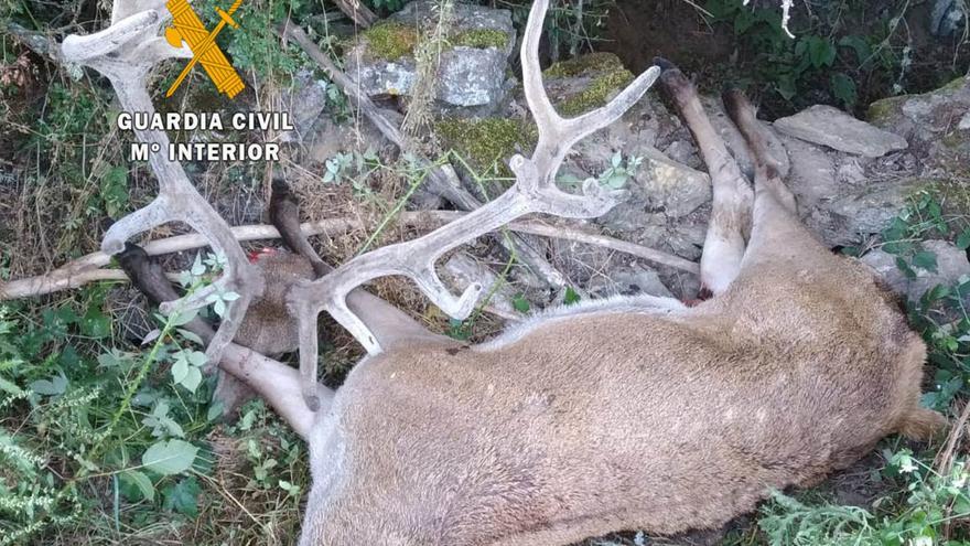 Investigan la caza ilegal de un ciervo en Villardeciervos