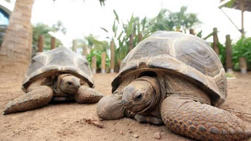 Dos tortugas de Aldabra procedentes de un decomiso irán a l&#039;Oceanogràfic