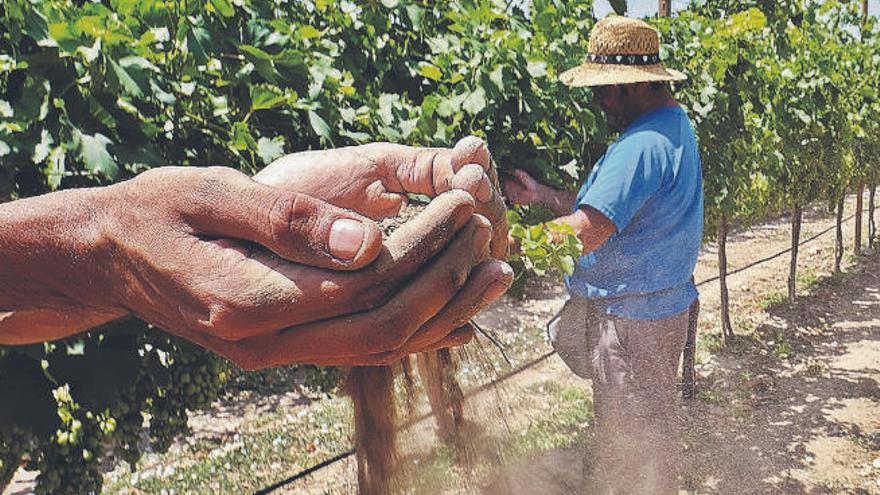 El sector agrícola estudia cómo adaptarse al cambio climático.