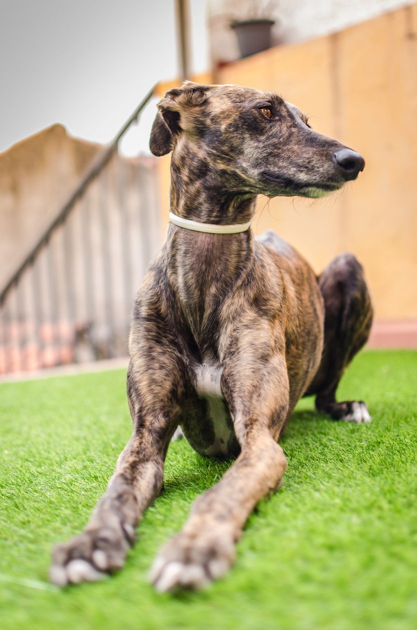 El galgo es conocido sobre todo por su velocidad.