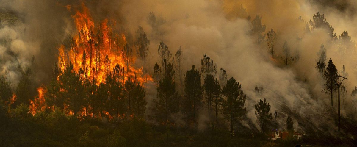 Regenerar, millor que reforestar Regenerar, millor que reforestar