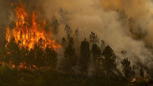 Regenerar, millor que reforestar