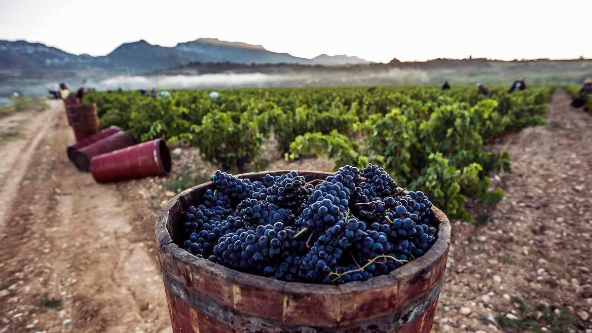 Viñas en la Rioja