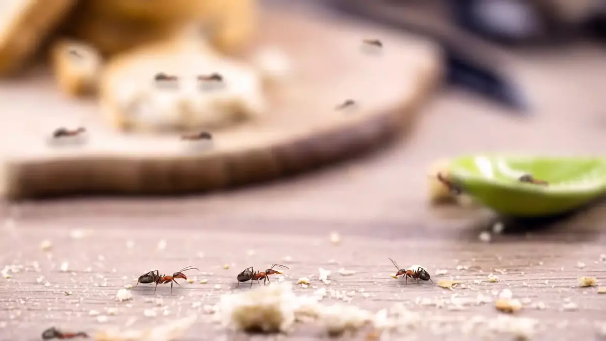 Hormigas en una cocina: remedios caseros y trucos para eliminarlas.