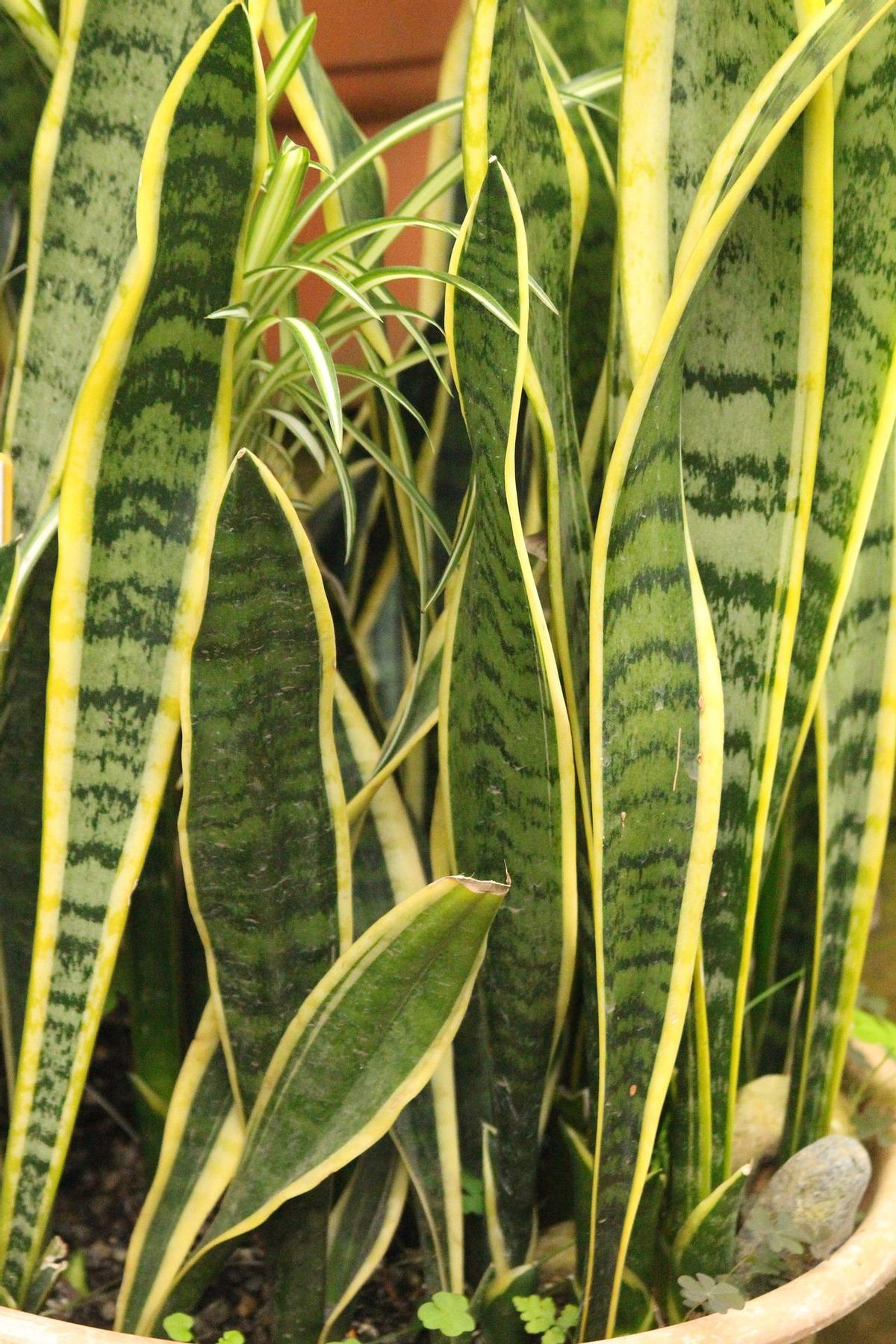 As folhas da sansevieria podem crescer até mais de um metro de comprimento.