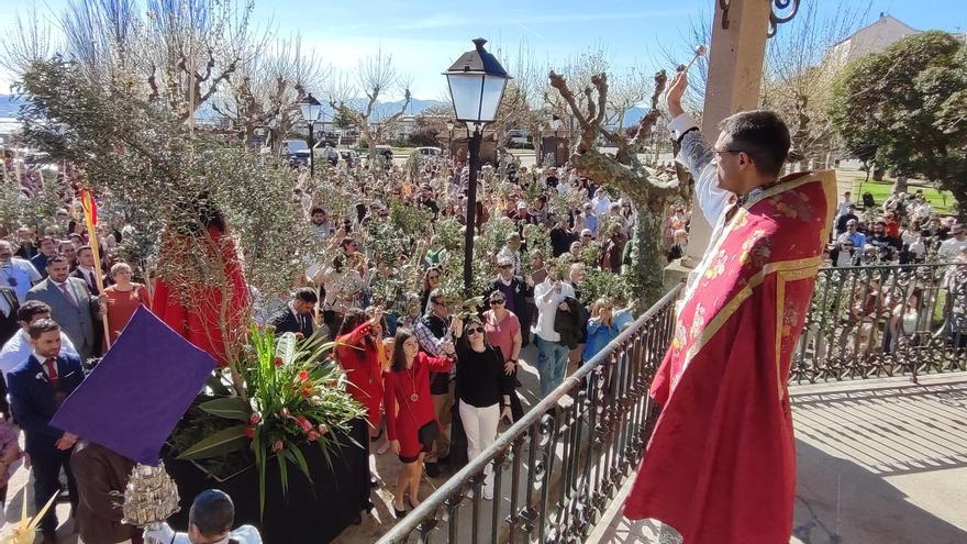 Palmas y olivos en la comarca