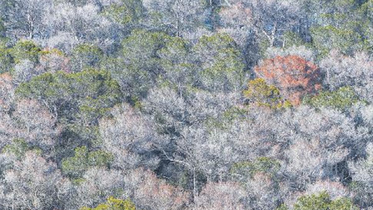 Composición de pinos muertos, débiles y aún verdes en un bosque de Sant Llorenç. / CAT
