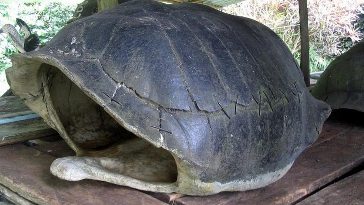 Caparazones, huevos y tortugas muertas congeladas incautadas: este es criadero ilegal cerrado en Canarias.